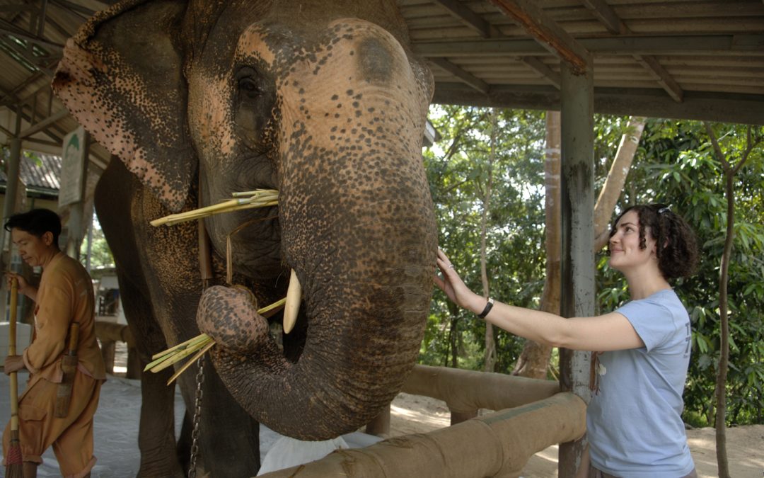 Windy greets Motala, one of the elephant stars of The Eyes of Thailand at the Friends of the Asian Elephant Hospital, Lampang, Thailand. Motala lost her left front leg to a landmine and received the world's first elephant-sized prostheses.